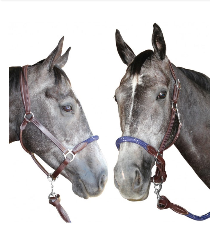Licol corde Canter marron/marine B.M