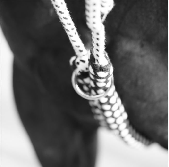 Enrênement Soft Ropt Canter marine/blanc B.M