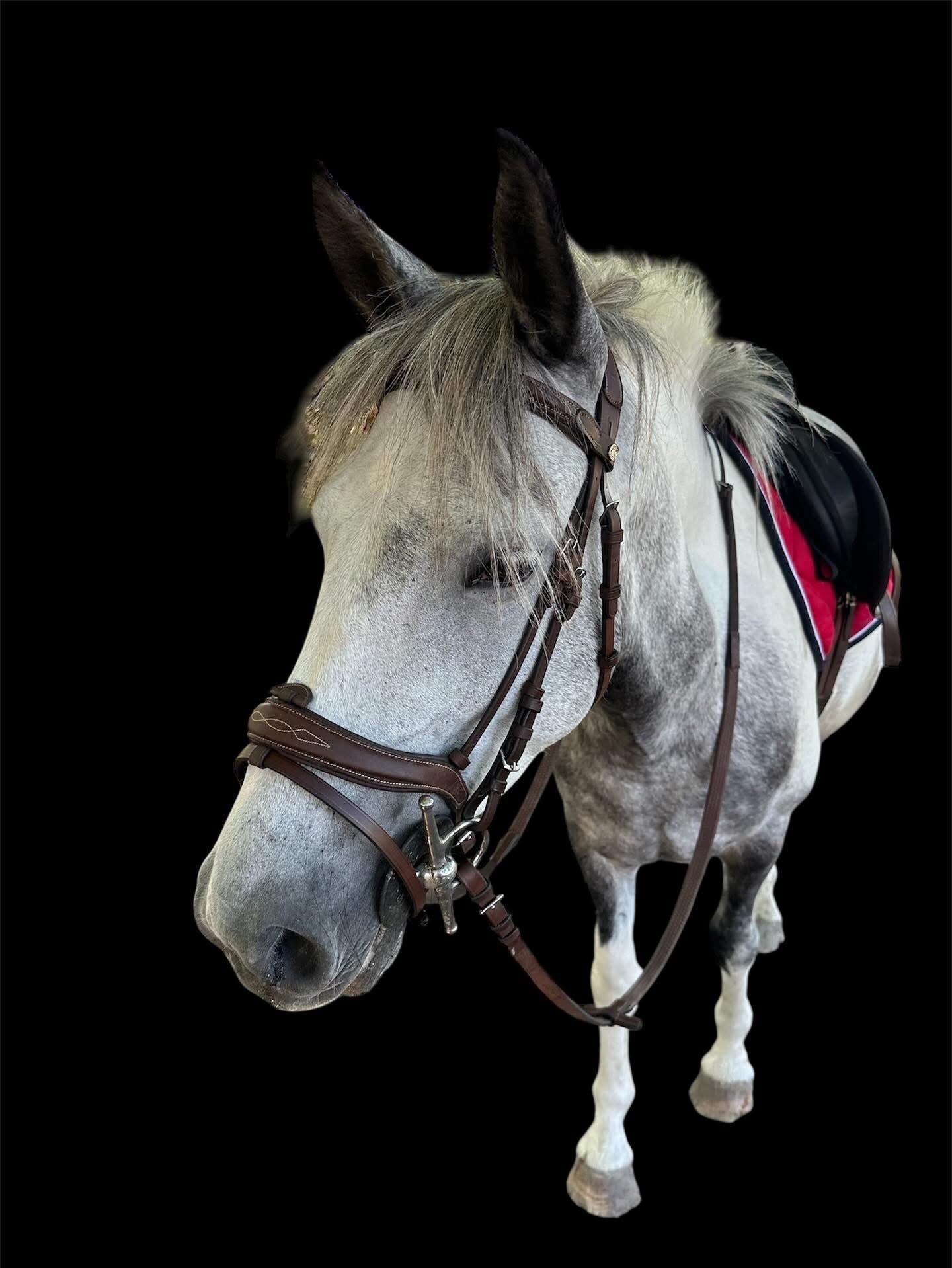Canter- Bridon surpiqué Caracole