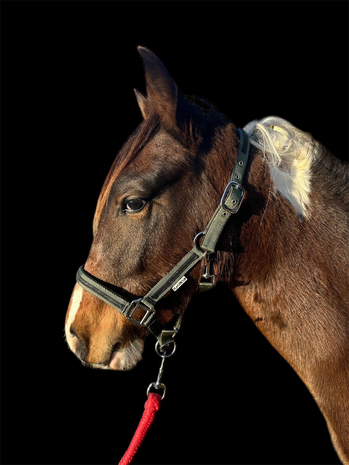 Licol et longe cheval BM sellerie 